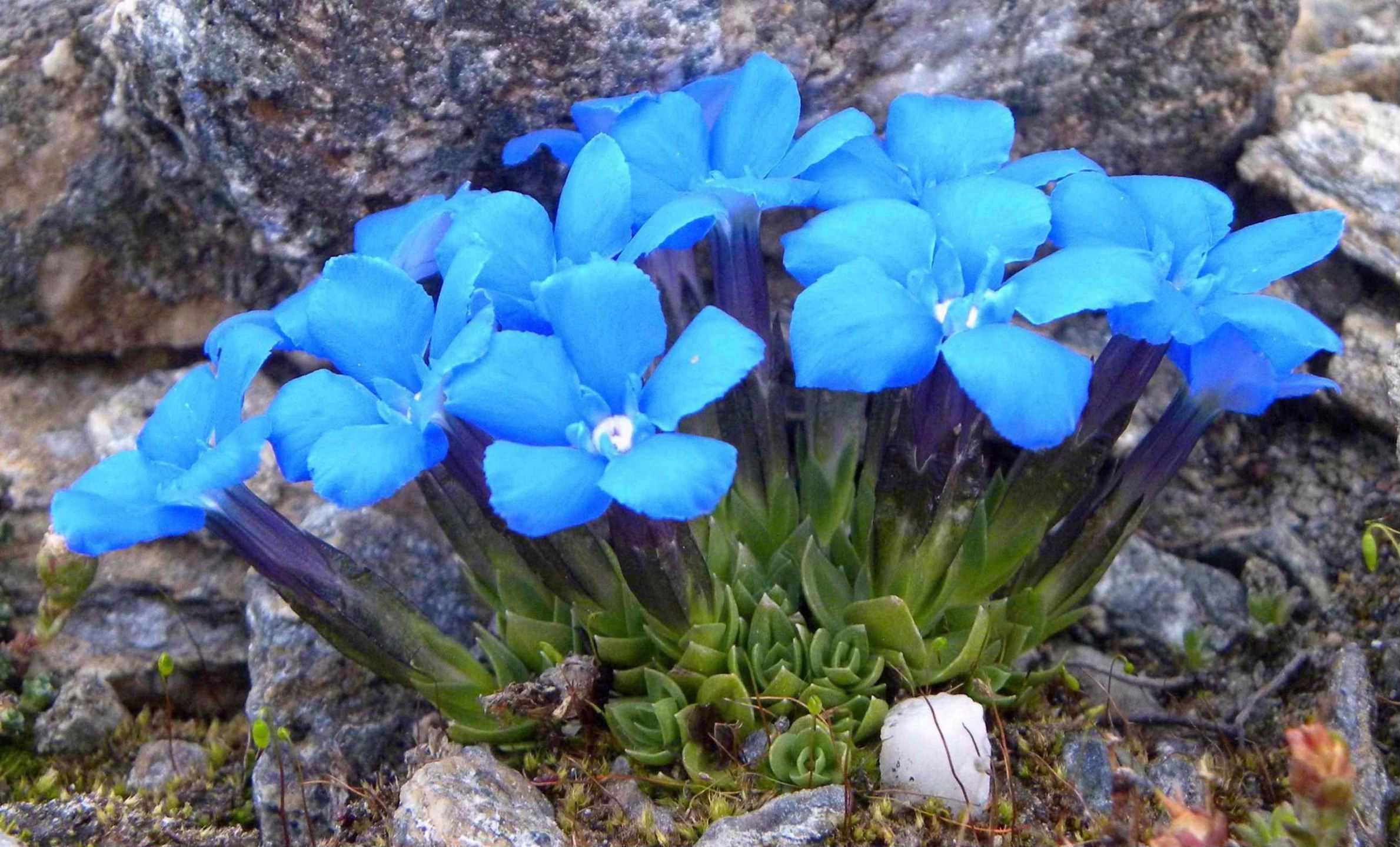 conferma determinazione:  Gentiana bavarica?